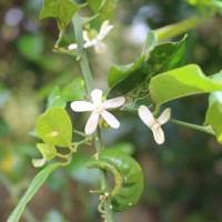 Paramignya